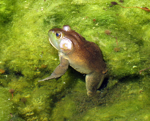 Michigan: Bullfrog (Lithobates catesbeianus)