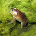 Michigan: Bullfrog (Lithobates catesbeianus)