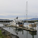 Bellingham Harbor