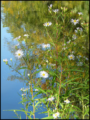 daisies by a blue lake