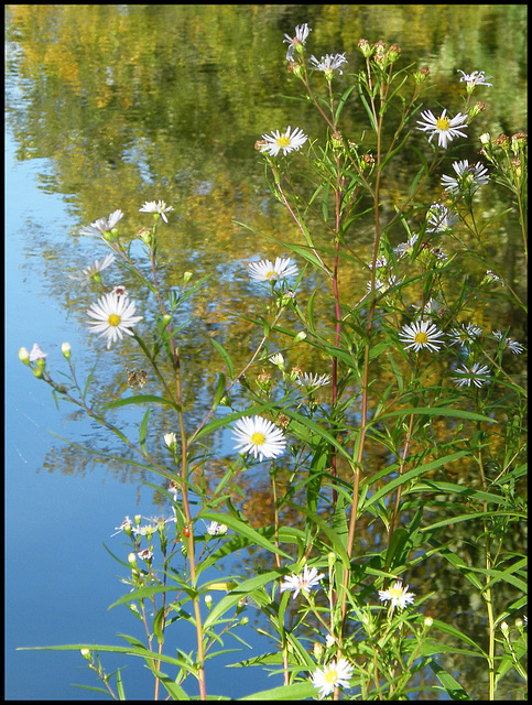 daisies by a blue lake