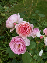 The Ancient Mariner Rose
