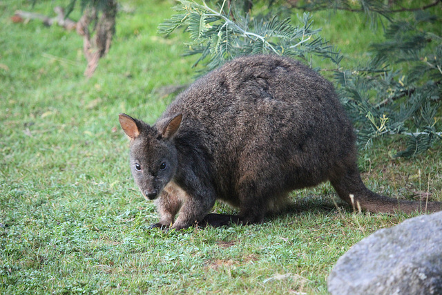 Pademelon at Loongana