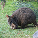 Pademelon at Loongana