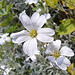 Filziges Hornkraut (Cerastium tomentosum)