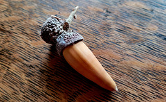 Frucht der Kalifornischen Steineiche (Quercus agrifolia)