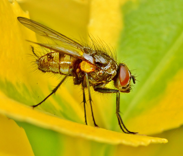 Fly. Tachinidae family?