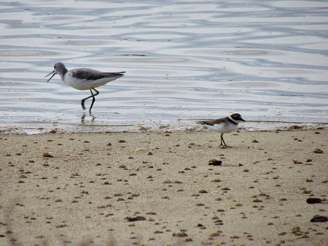 Greenshank (Tringa nebularia) and Ringed Plover (Charadrius hiaticula), Alvor Praia (2011)