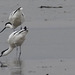 20180403 3425CP~V [D~AUR] Säbelschnäbler, Leybucht, Greetsiel