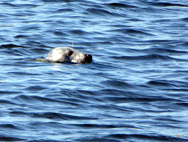 Seals on Findhorn Beach at low tide