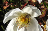 20200521 7651CPw [D~MI] Bibernell-Rose (Rosa spinosissima), Seidenhaariger Schnellkäfer (Prosternon tesselatum), Hille