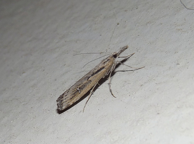 Hednota pedionoma Hednota pedionoma