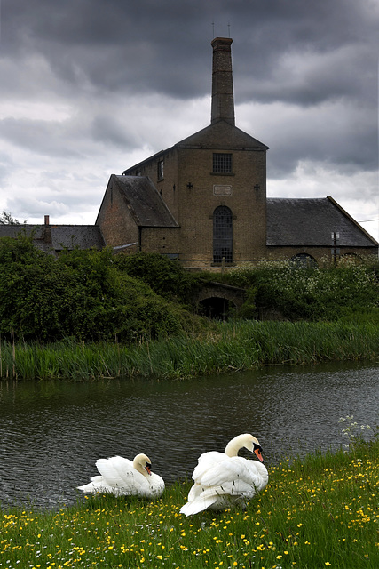 Stretham Old Engine and swans