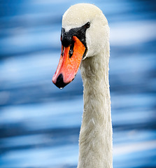 ..........der majestätische Schwan im Portrait und auf seiner Schwimmrunde........................the majestic swan in portrait and on his swimming lap.........................le cygne majestueux en portrait et sur son tour de nage....................