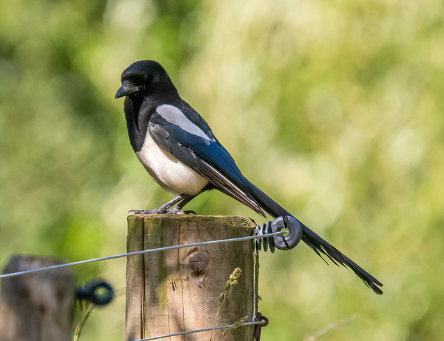 Magpie