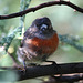 Young Scarlet Robin