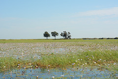 Botswana, A Lot of Water Lilies in the Wetlands of Chobe National Park