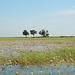 Botswana, A Lot of Water Lilies in the Wetlands of Chobe National Park