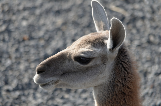 Guanaco