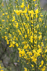 Cytisus scoparius (5)