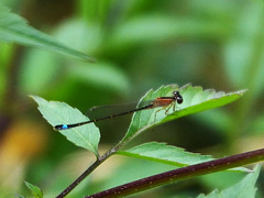 Common Bluetail f (Ischnura elegans rufescens) DSB 1065