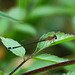 Common Bluetail f (Ischnura elegans rufescens) DSB 1065