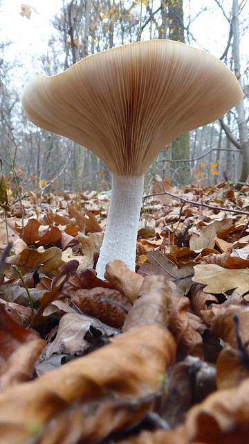 Waldpilz