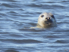 Seals on Findhorn Beach at low tide