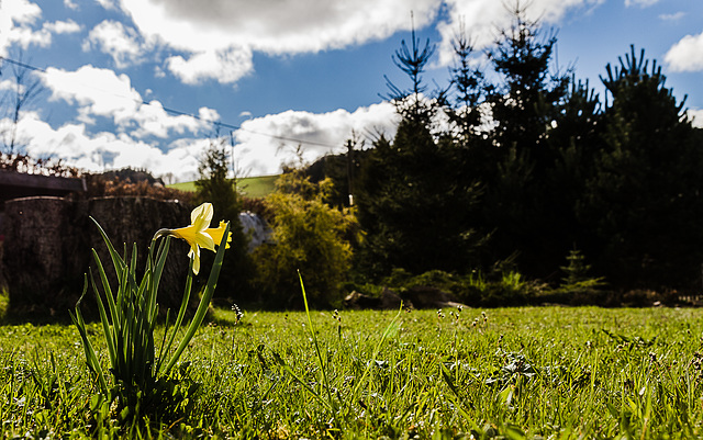 In meinem Garten-114