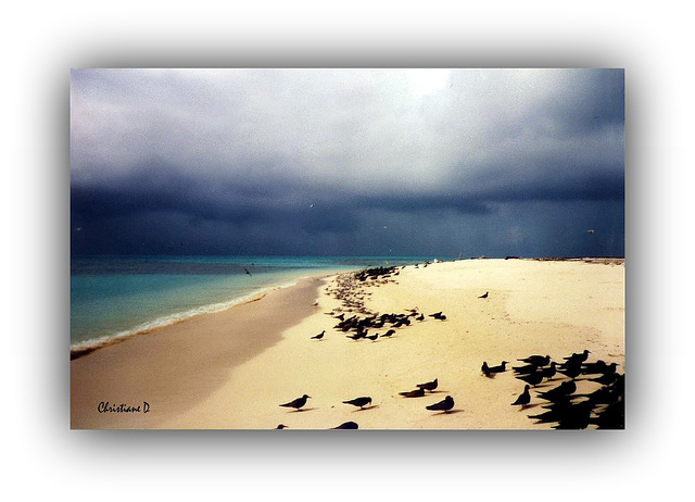 Ilot aux abords de la Grande Barrière de Corail (Australie) *** Islet near the Great Barrier Reef (Australia)