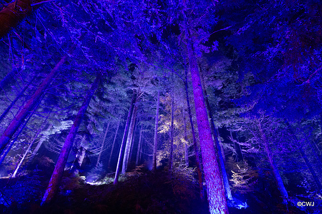The Enchanted Forest, Faskally, 2nd Nov 2019