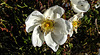 20200521 7652CPw [D~MI] Bibernell-Rose (Rosa spinosissima), Seidenhaariger Schnellkäfer (Prosternon tesselatum), Hille