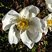 20200521 7652CPw [D~MI] Bibernell-Rose (Rosa spinosissima), Seidenhaariger Schnellkäfer (Prosternon tesselatum), Hille