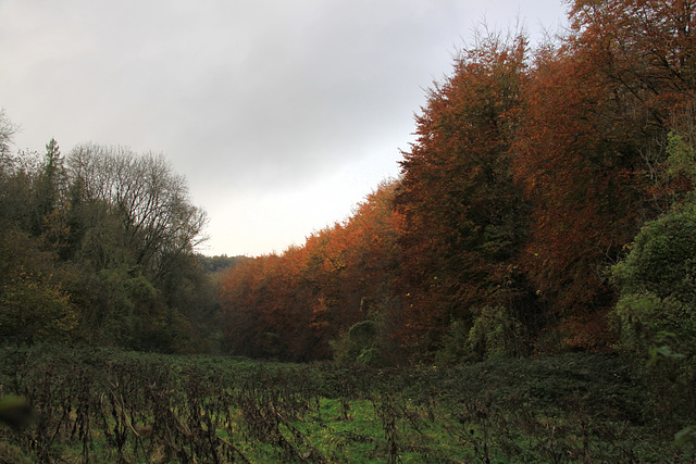 Dinas Powys Woods