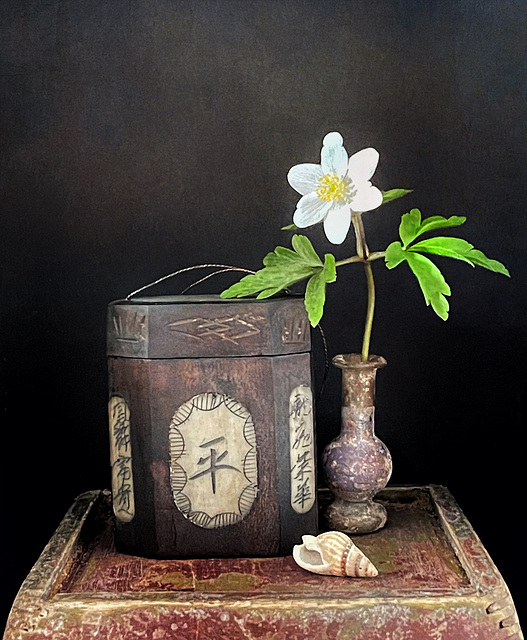 wood anemone & tobacco box
