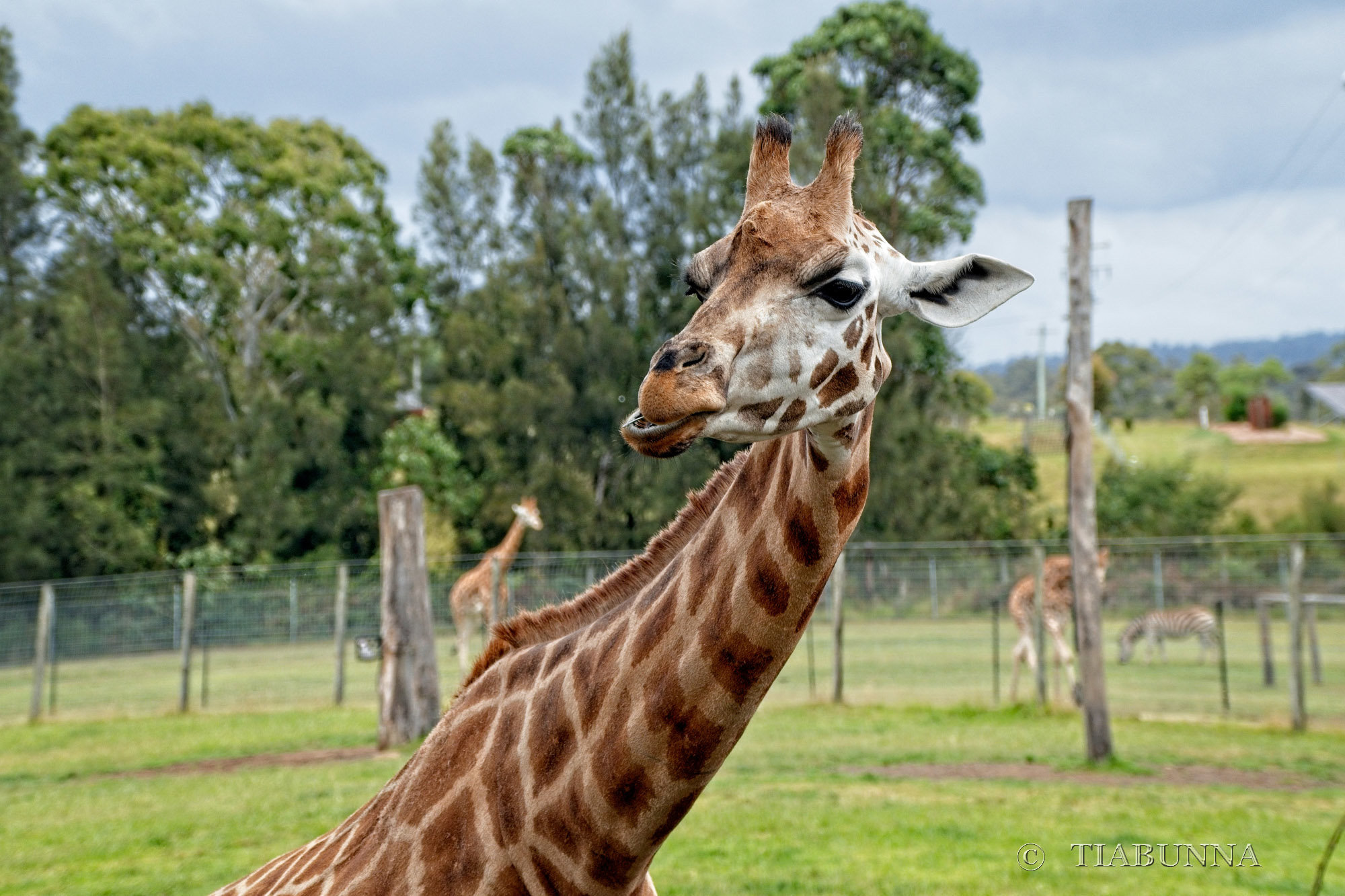 Giraffe portrait