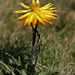 Orange Everlasting (Xerochrysum alpinum)