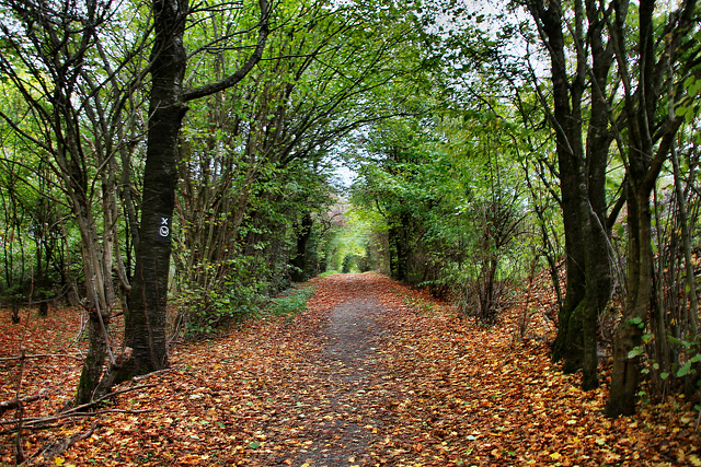 Weg zwischen den Golfplätzen (Sprockhövel) / 6.11.2022