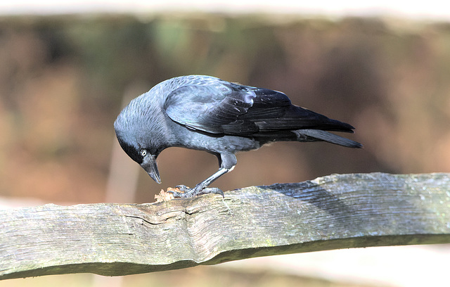 EF7A5048-CR2 DxO DeepPRIME -1Jackdawv7