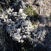 Lava Beds Natl Mon , CA (0899)