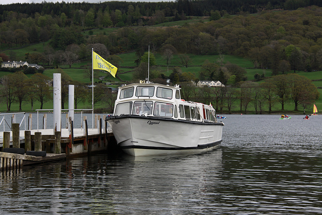 Cygnet on Coniston Water