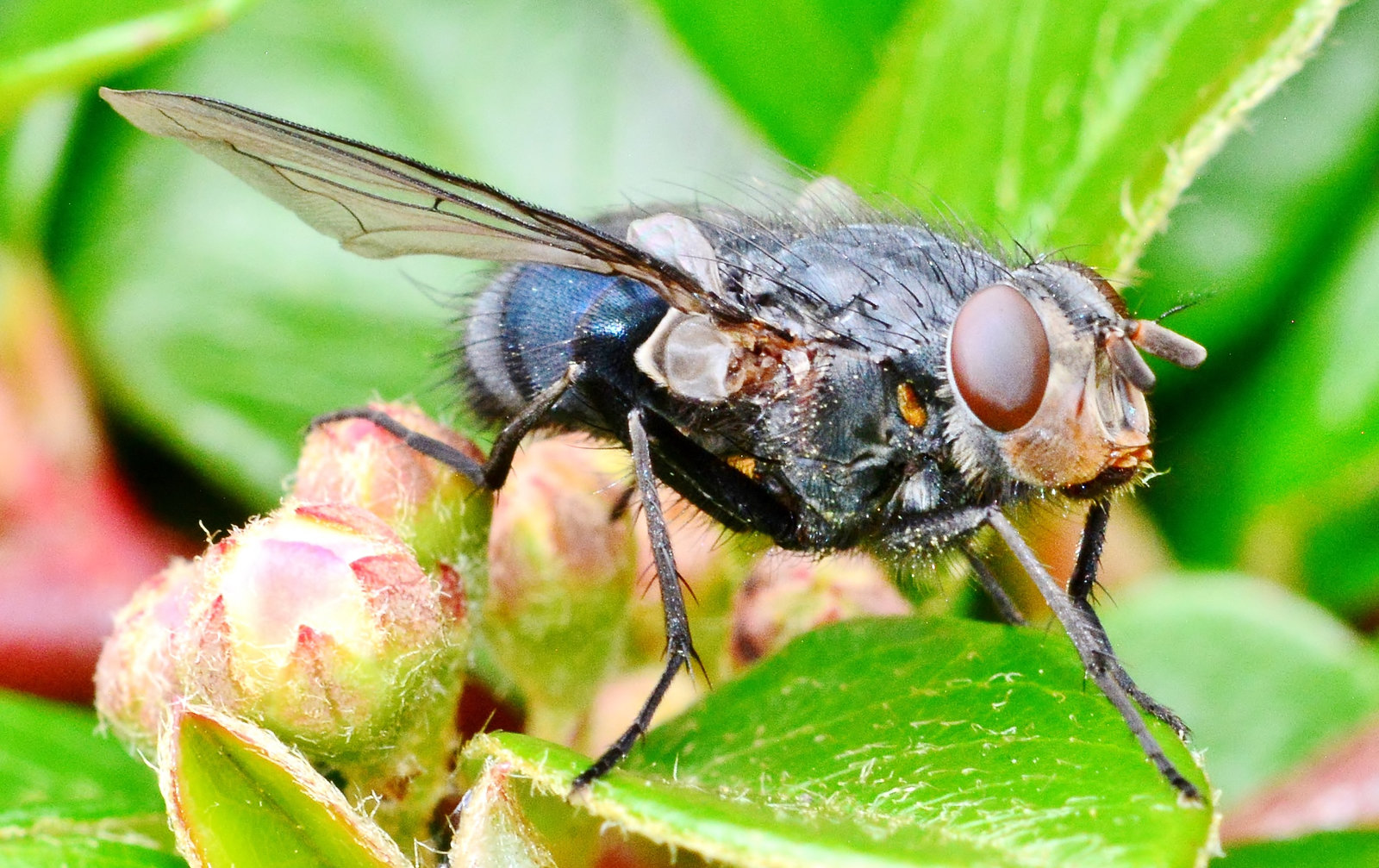 Bluebottle,Blow Fly. Calliphora vomitoria