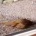 A jealous cock pheasant, finding himself beak to beak with his own reflection in our french windows