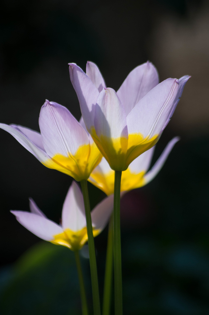 tulipes botaniques - mon petit jardin 2016