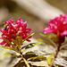 les rhododendrons