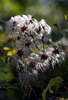 Bokeh for Pam