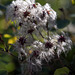 Bokeh for Pam