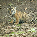 Tiger cub posing