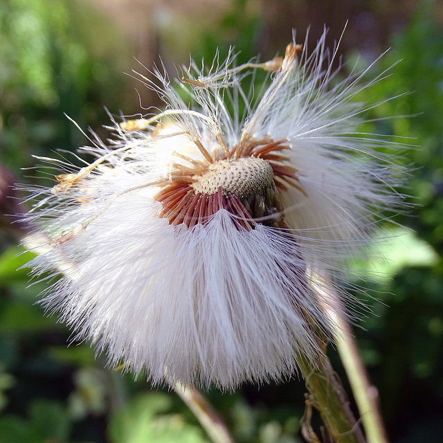 Seedhead of Tussilago farfara.  Coltsfoot.