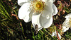 20200521 7653CPw [D~MI] Bibernell-Rose (Rosa spinosissima), Seidenhaariger Schnellkäfer (Prosternon tesselatum), Hille